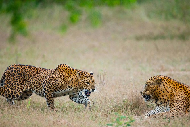 Exclusive : Overnight Leopard Safari with Luxury Glamping - From Colombo to Yala, A Long but Useful Transfer