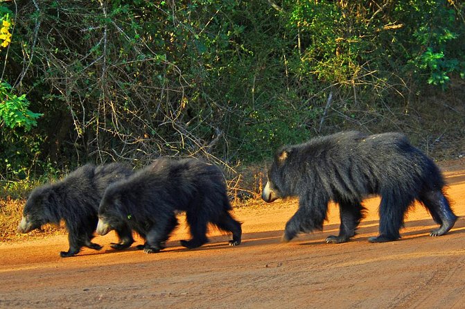 Exclusive : Overnight Leopard Safari with Luxury Glamping - The 2:30 pm Yala Game Drive