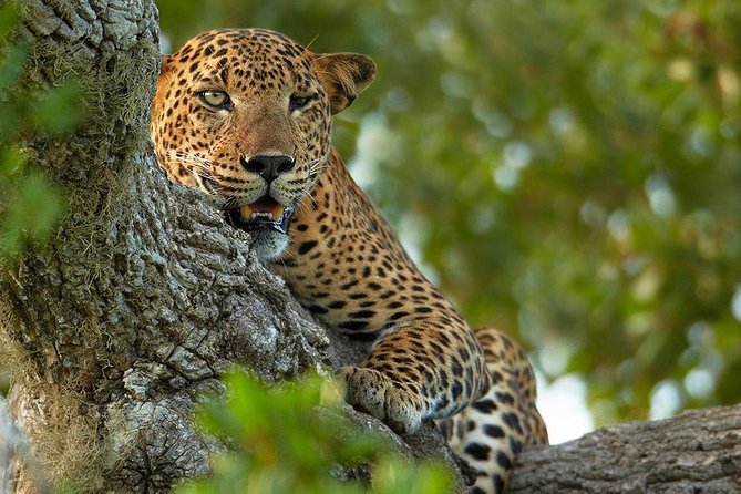 Exclusive : Overnight Leopard Safari with Luxury Glamping - Campfire Drinks and a 9:00 pm Dinner