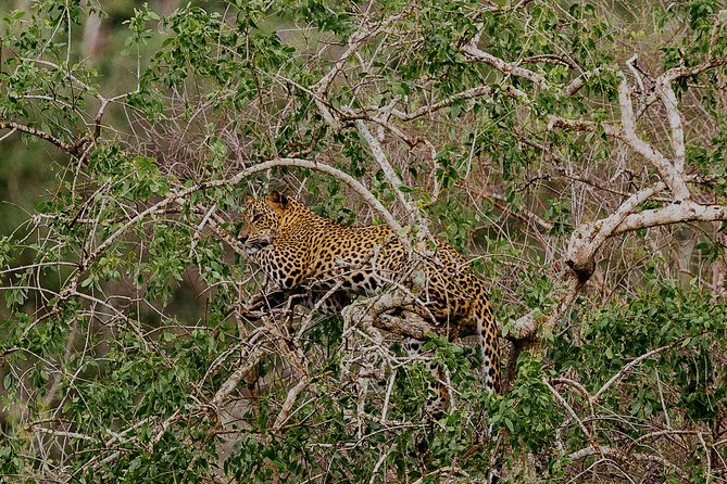 Exclusive : Overnight Leopard Safari with Luxury Glamping - What the $622 Price Really Covers