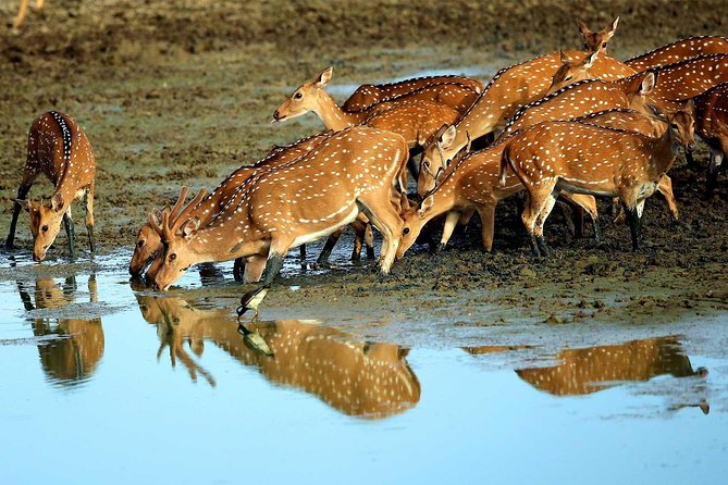 Exclusive : Overnight Leopard Safari with Luxury Glamping - Who Will Enjoy This Safari Most