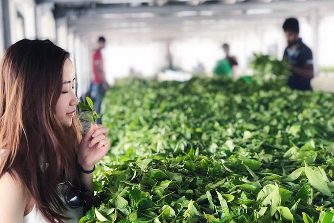 Explore Nuwara Eliya | Experience the Best Tea in the World - Bluefield Tea Gardens: seeing tea in the field
