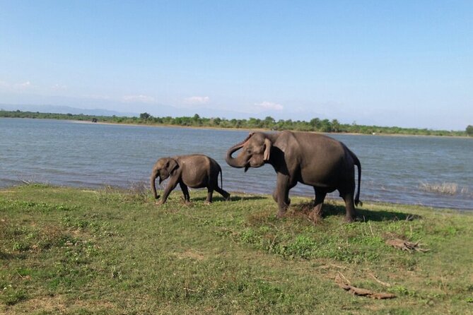 Explore The Beauty Of Udawalawe National Park From South Coast During 01 Day - Why Udawalawe works as a day trip from Galle