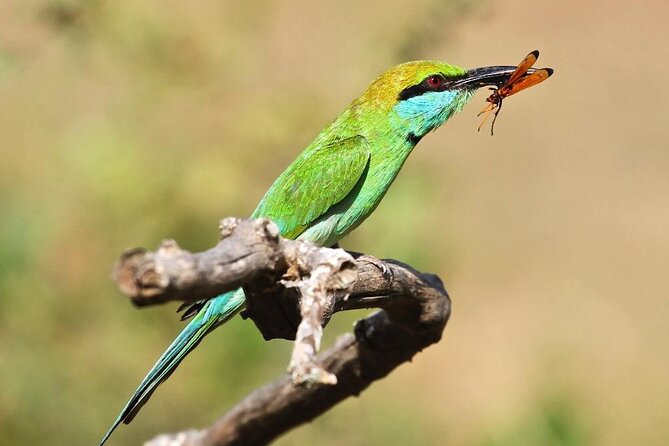 Explore The Beauty Of Udawalawe National Park From South Coast During 01 Day - How the private format affects value