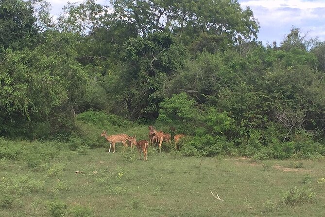 Explore The Beauty Of Udawalawe National Park From South Coast During 01 Day - The small drawbacks to plan around