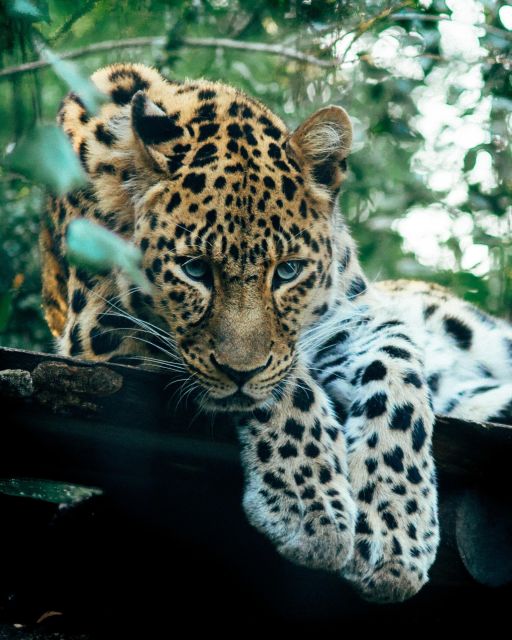 Explore the MAGIC of Sri Lanka in 7days -4 Star hotels Incl. - Day 6: Yala safari, Rawana Falls, and the train ride