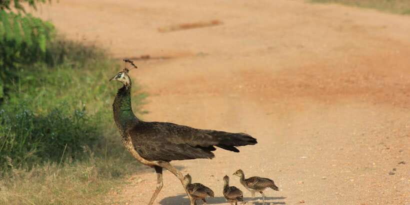 From: Ahungalla/Ambalangoda/Kosgoda/Balapitiya - YALA Safari - Key points before you book
