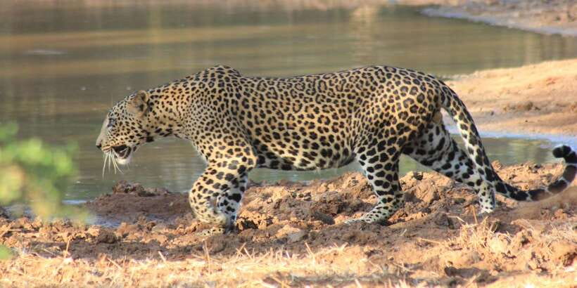 From: Ahungalla/Ambalangoda/Kosgoda/Balapitiya - YALA Safari - Who will get the most from this safari