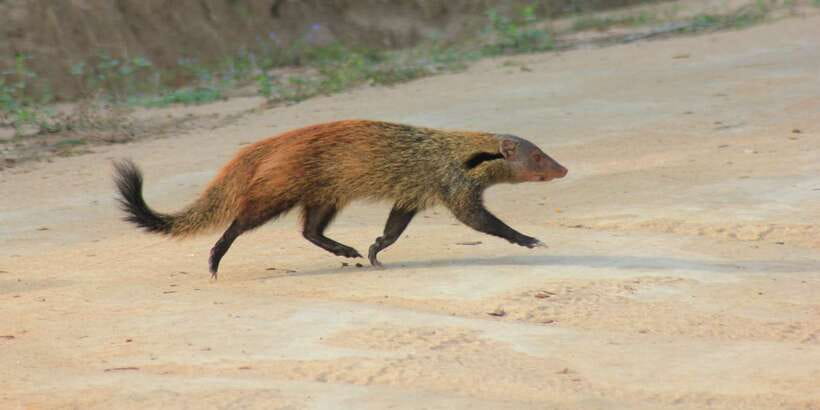 From: Ahungalla/Ambalangoda/Kosgoda/Balapitiya - YALA Safari - The first game drive, from about 6:00 to 9:30 a.m.