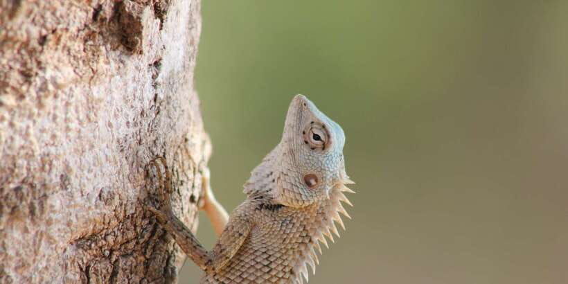 From: Ahungalla/Ambalangoda/Kosgoda/Balapitiya - YALA Safari - The second game drive and return to Tissamaharama