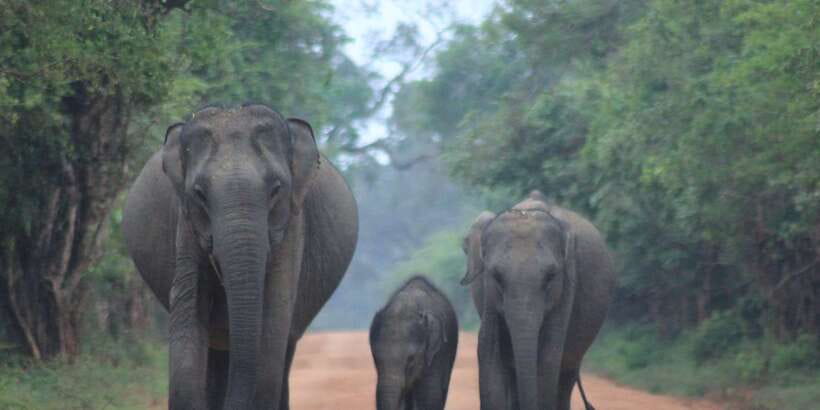 From: Ahungalla/Ambalangoda/Kosgoda/Balapitiya - YALA Safari - From the south coast to Tissamaharama