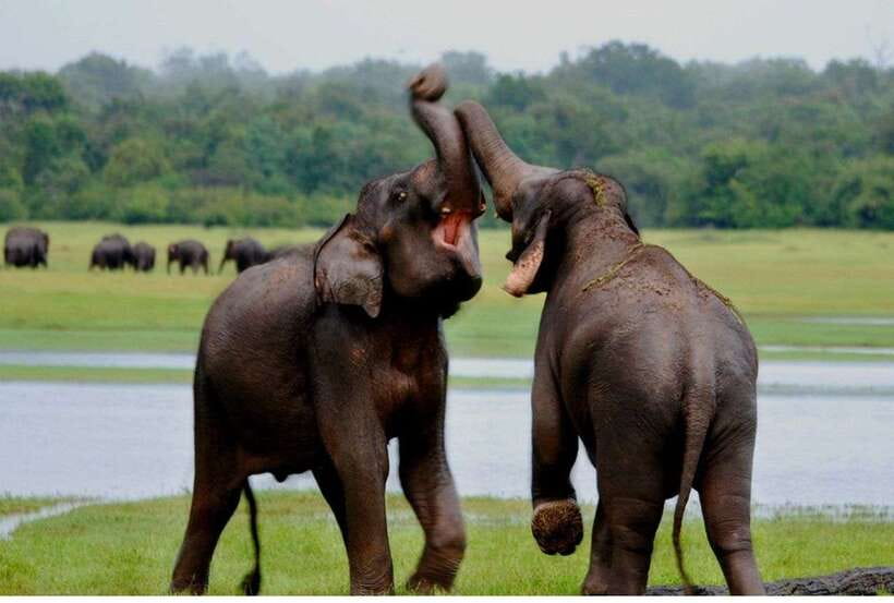 From Anuradhapura: All Inclusive Full Day Safari at Wilpattu - Breakfast, park entry, and the first game drive