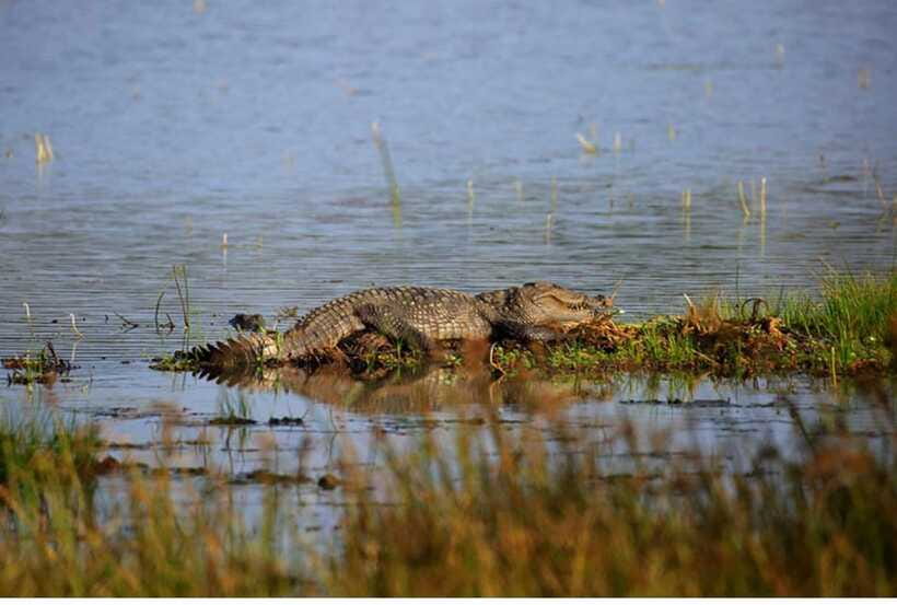 From Anuradhapura: All Inclusive Full Day Safari at Wilpattu - What the willus add to the safari