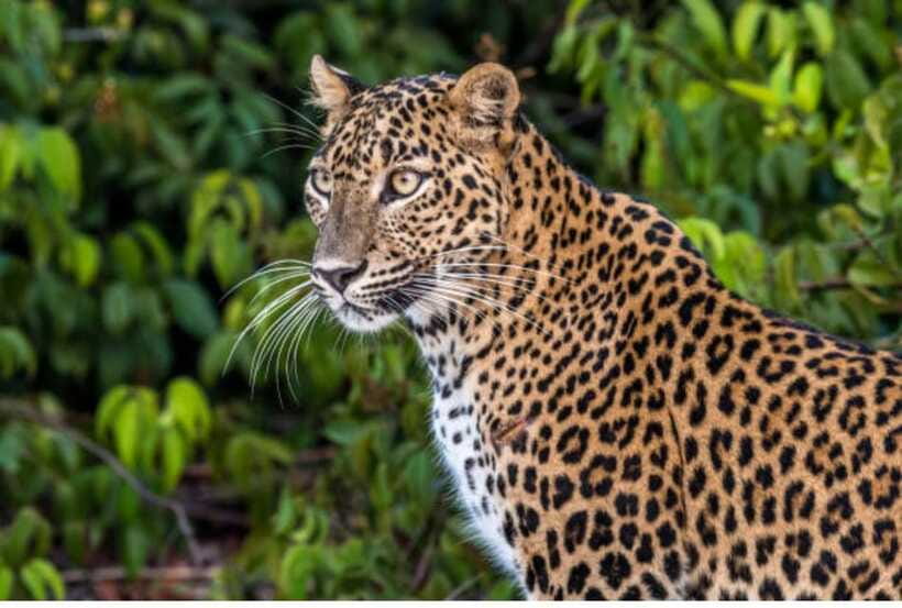 From Anuradhapura: All Inclusive Full Day Safari at Wilpattu - Wildlife sightings and the role of luck
