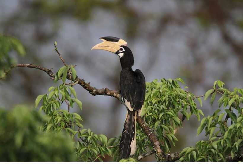 From Anuradhapura: All Inclusive Full Day Safari at Wilpattu - Meals, water, and practical comfort
