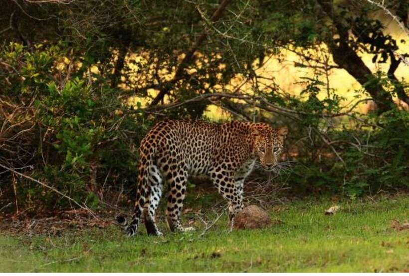 From Anuradhapura: All Inclusive Full Day Safari at Wilpattu - Who will enjoy this Wilpattu day most