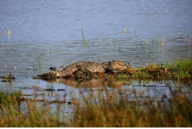 From Anuradhapura: All Inclusive Full Day Safari at Wilpattu - The 5:00 am pickup from Anuradhapura