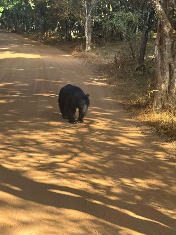 From Anuradhapura:Wilpattu Full-Day Wildlife Safari. - Key points to know before you book