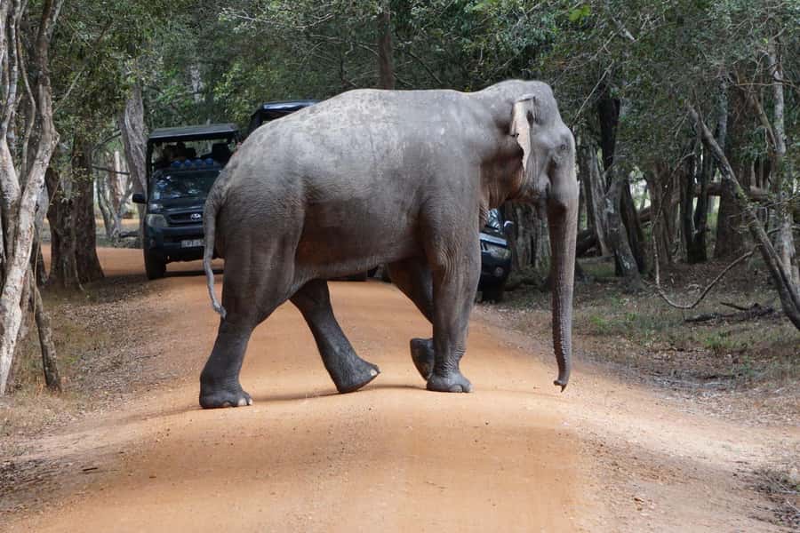 From Anuradhapura:Wilpattu Full-Day Wildlife Safari. - An early start from Anuradhapura