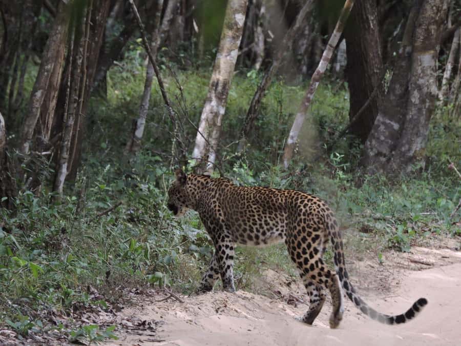 From Anuradhapura:Wilpattu Full-Day Wildlife Safari. - What the full day feels like inside the park