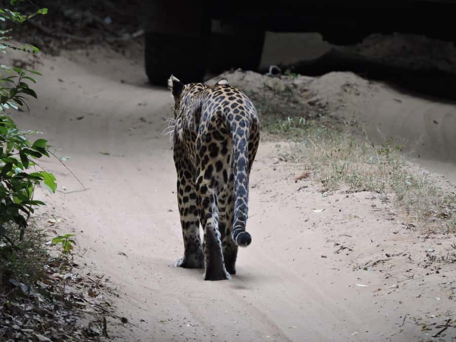 From Anuradhapura:Wilpattu Full-Day Wildlife Safari. - Breakfast, lunch, and the practical comforts