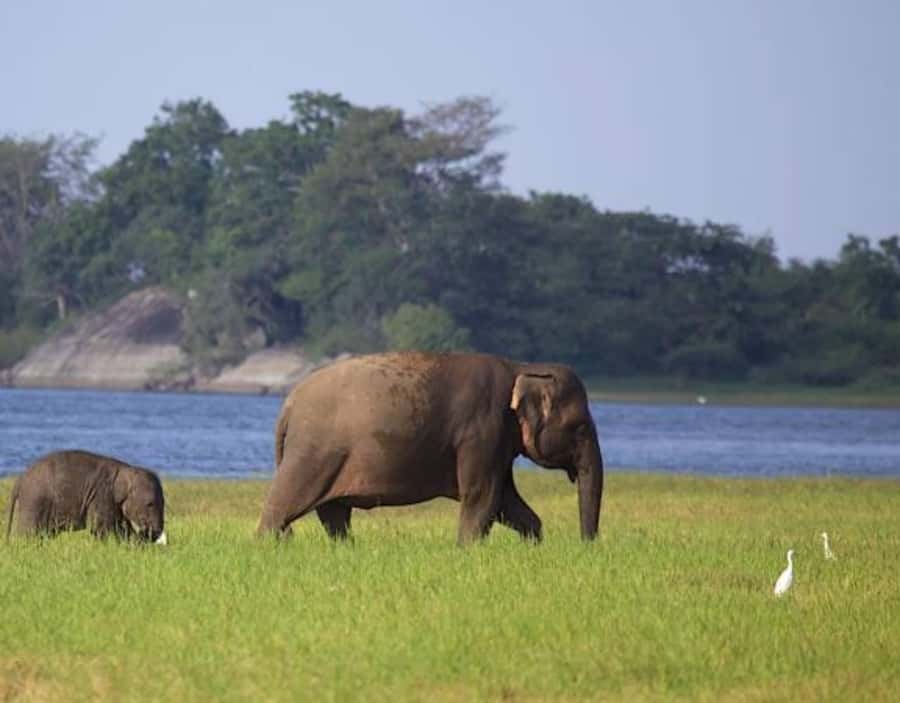 From Anuradhapura:Wilpattu Full-Day Wildlife Safari. - Price, park admission, and overall value