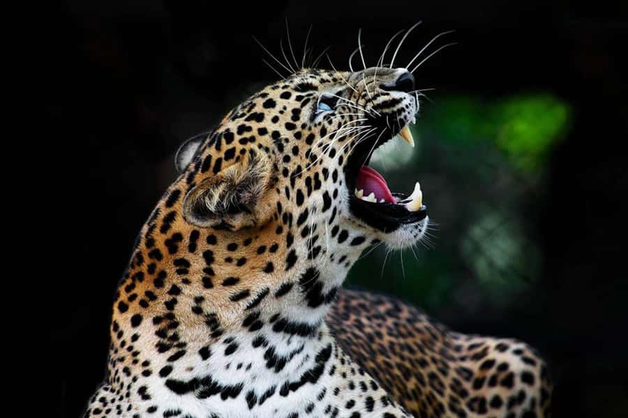 From Anuradhapura:Wilpattu Full-Day Wildlife Safari. - Who will enjoy this Wilpattu safari?
