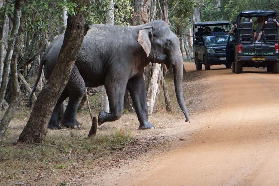 From Anuradhapura:Wilpattu Full-Day Wildlife Safari. - What to bring for a better day
