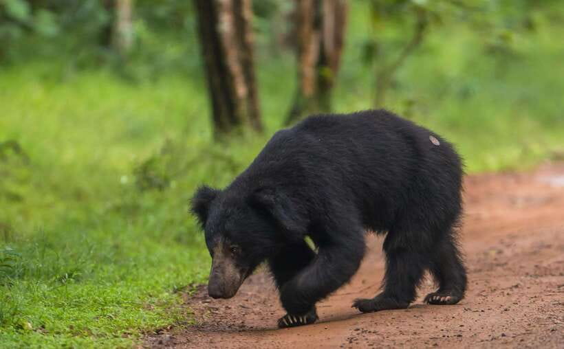 From Anuradhapura: Wilpattu National Park Half-Day Safari - Why Wilpattu makes a good safari choice from Anuradhapura