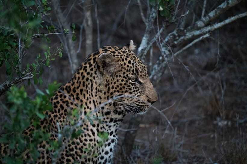 From Anuradhapura: Wilpattu National Park Half-Day Safari - Watching the villus and searching for wildlife