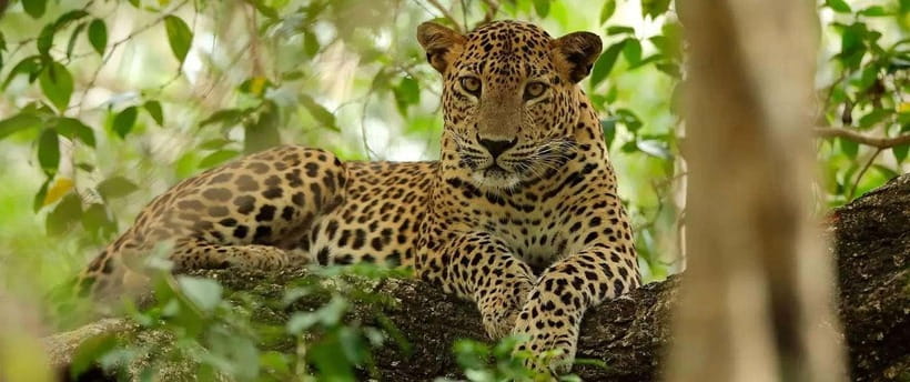 From Anuradhapura: Wilpattu National Park Half-Day Safari - How the seven-hour schedule really works