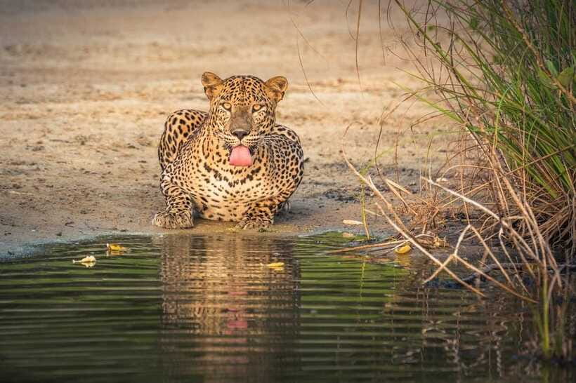 From Anuradhapura: Wilpattu National Park Half-Day Safari - What works well for photographers