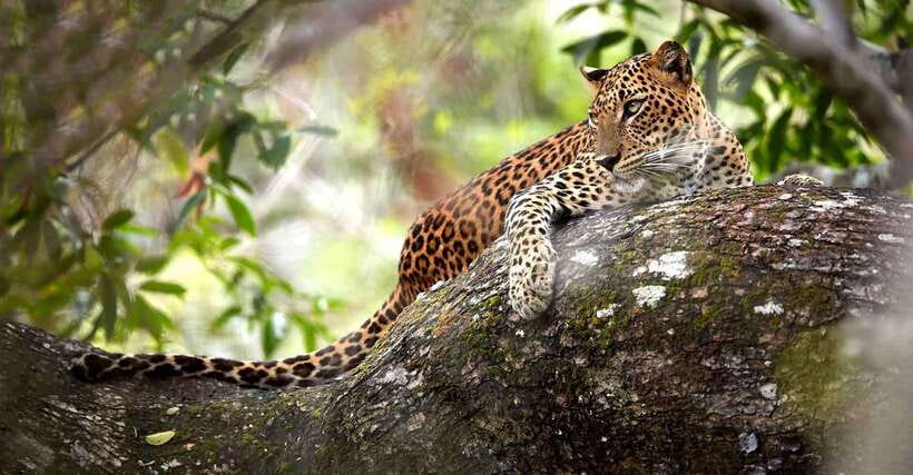 From Anuradhapura: Wilpattu National Park Half-Day Safari - Who will enjoy this Wilpattu outing most