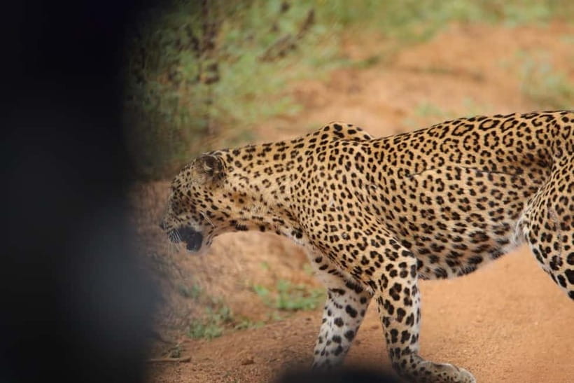 From Anuradhapura: Wilpattu National park Safari - What the four-wheel-drive jeep adds