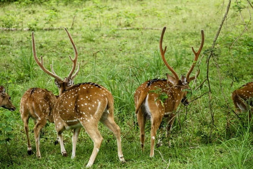 From Anuradhapura: Wilpattu National park Safari - Returning to Anuradhapura after the safari