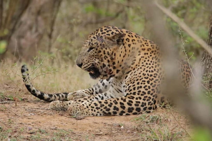 From Anuradhapura: Wilpattu National park Safari - Is $65 a fair price?