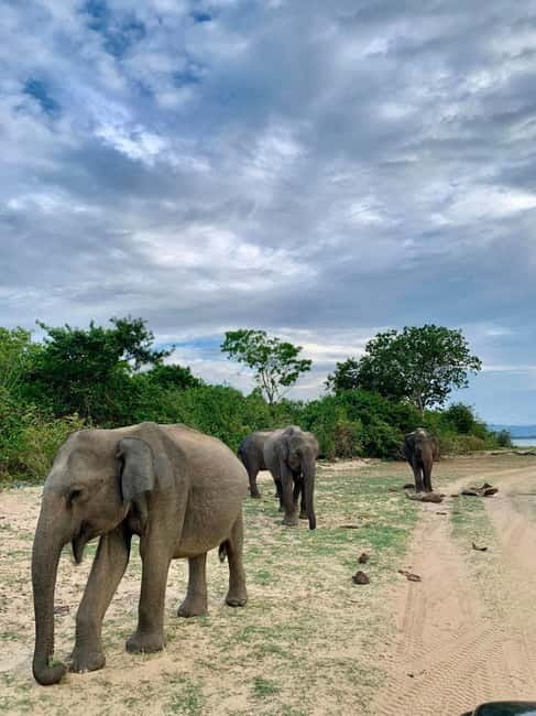 From Anuradhapura: Wilpattu National park Safari - Entering Wilpattu’s lakes and forest tracks