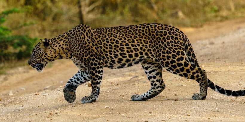 From Arugambay : Yala National Park Safari & Dropoff in Ella - Four hours among Yala’s forests and grasslands