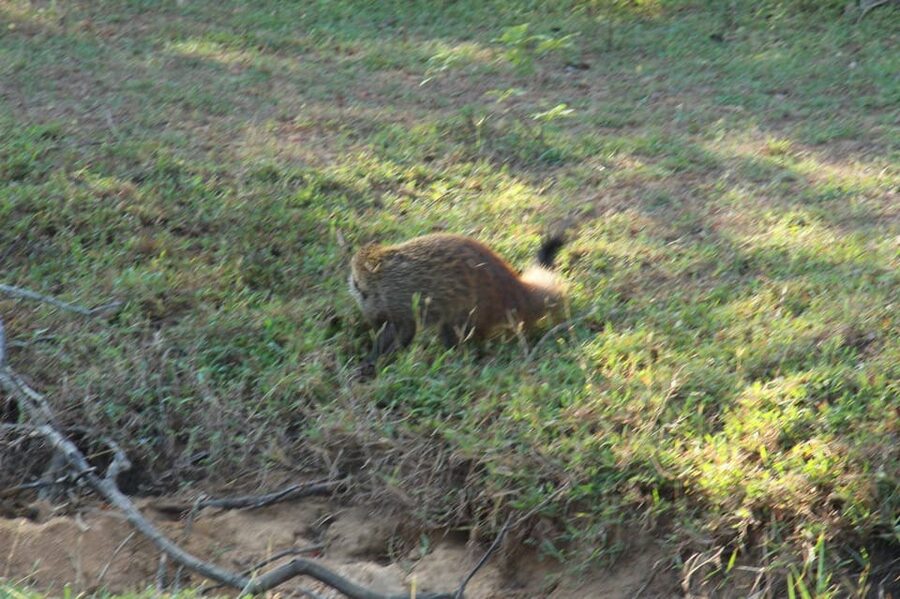 From Arugambay : Yala National Park Safari & Dropoff in Ella - Leopards, elephants, sloth bears, and birds