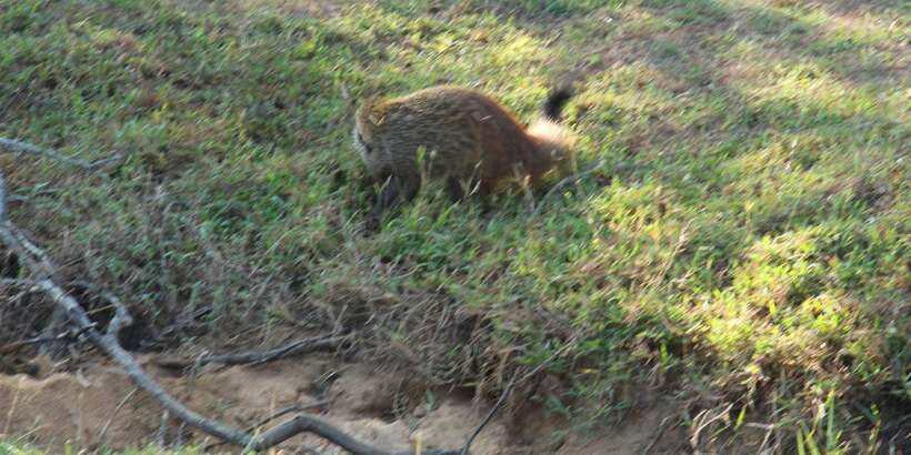 From Arugambay : Yala National Park Safari & Dropoff in Ella - What $74 really covers