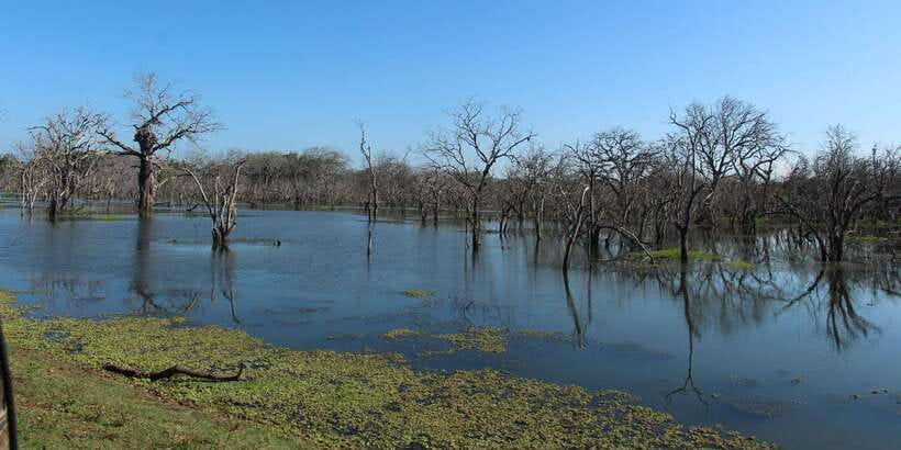 From Arugambay : Yala National Park Safari & Dropoff in Ella - The guides are a major part of the experience