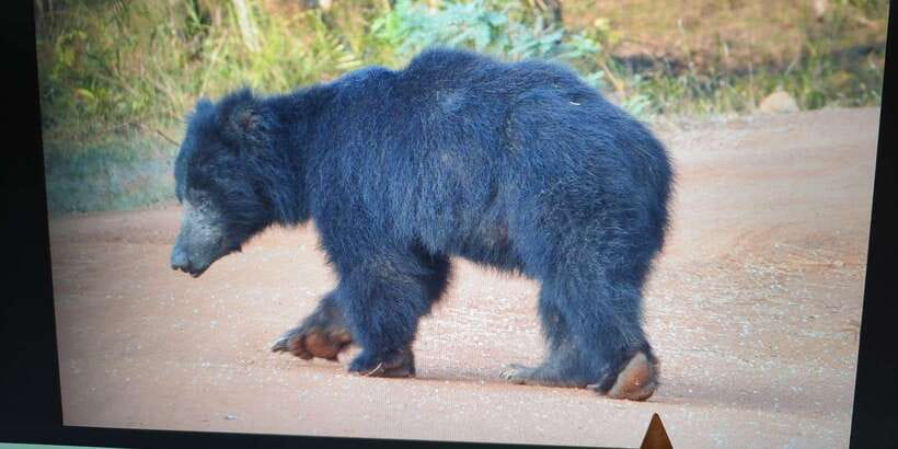 From Arugambay : Yala National Park Safari & Dropoff in Ella - Pickup, road travel, and the 10-hour day