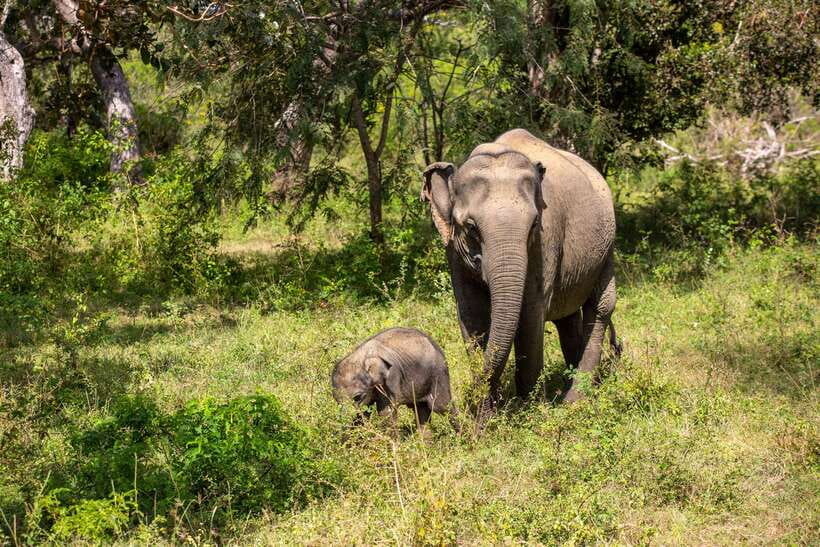 From Bentota: Elephant Transit Camp and Udawalawe Safari - Key points at a glance