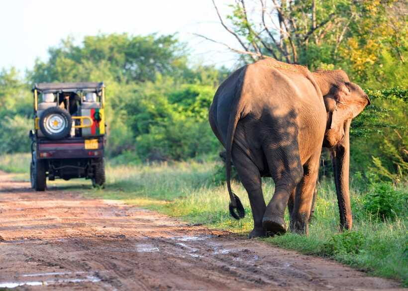 From Bentota: Elephant Transit Camp and Udawalawe Safari - Unawatuna Beach and the south coast breeze