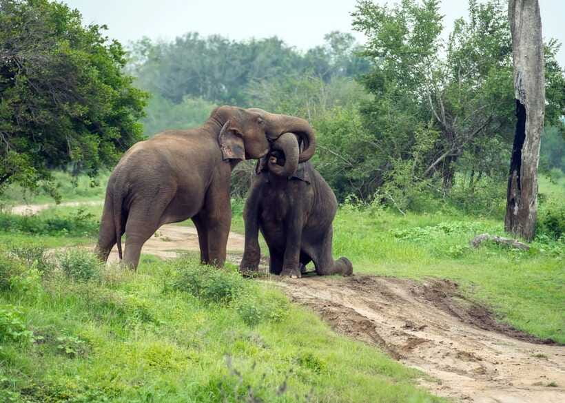 From Bentota: Elephant Transit Camp and Udawalawe Safari - Three hours among Udawalawe’s wild elephants