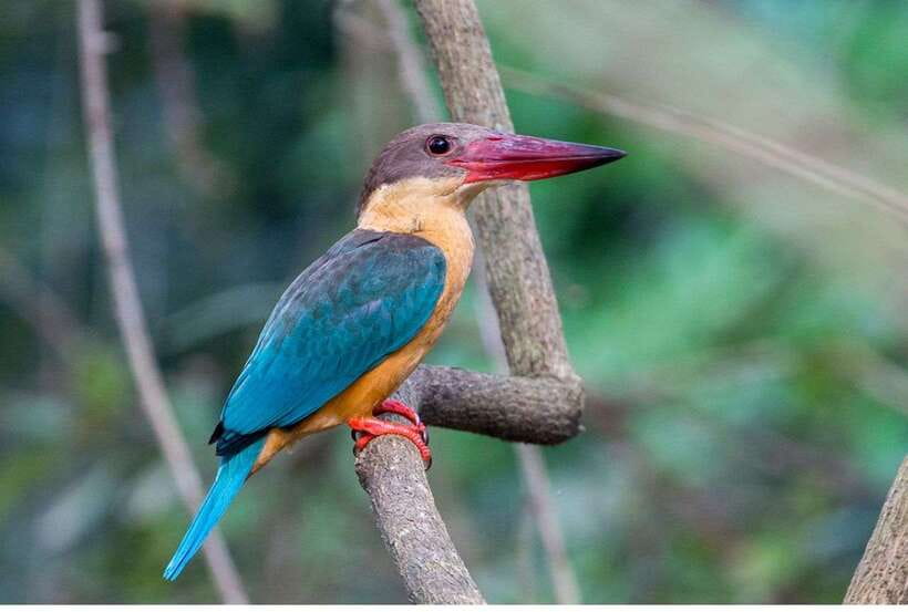 From Bentota: Exclusive Madu River Safari & Turtle Hatchery - Should you book the Madu River and turtle tour?