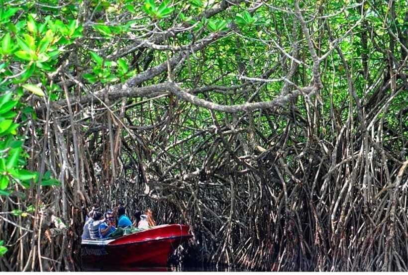From Bentota: Exclusive Madu River Safari & Turtle Hatchery - Temple Island and the limits of guiding