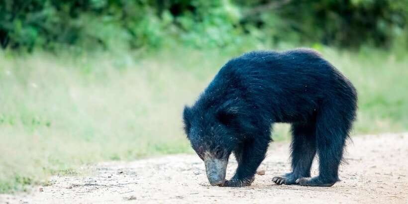 From Bentota: Full-Day Yala National Park Safari Tour - Key points at a glance