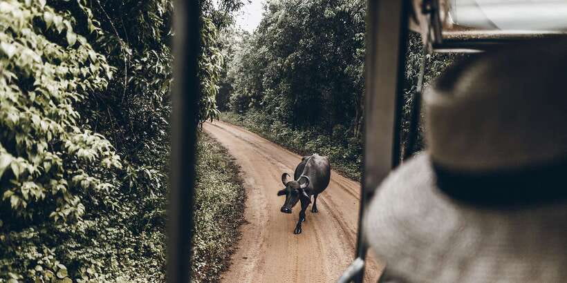 From Bentota: Full-Day Yala National Park Safari Tour - Who will get the most from this safari
