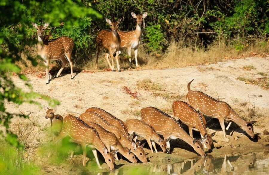 From Bentota: Full-Day Yala National Park Safari Tour - Four hours in the safari Jeep